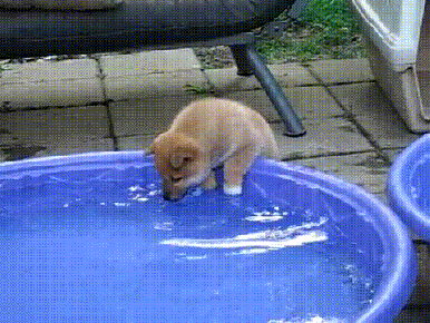 Puppy-Splashes-Water-on-Face